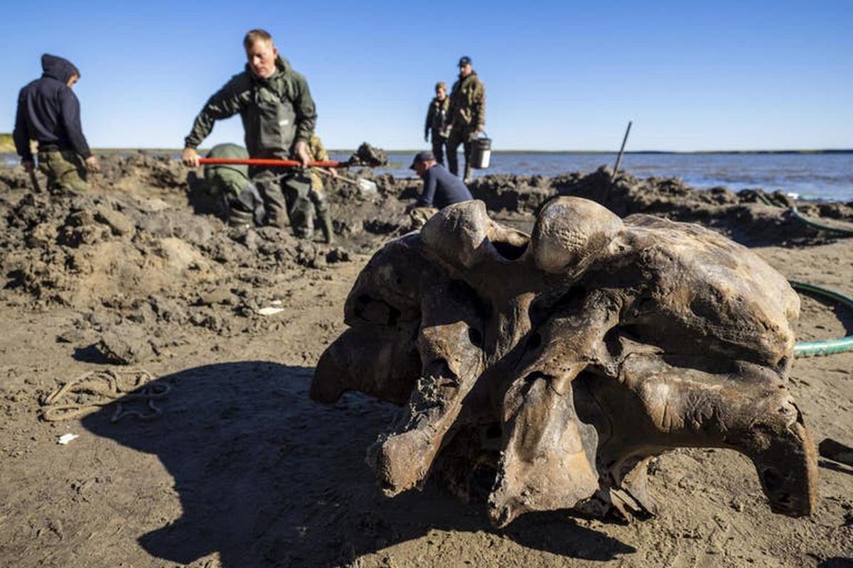 Penemuan fosil mammoth di utara Siberia, Rusia