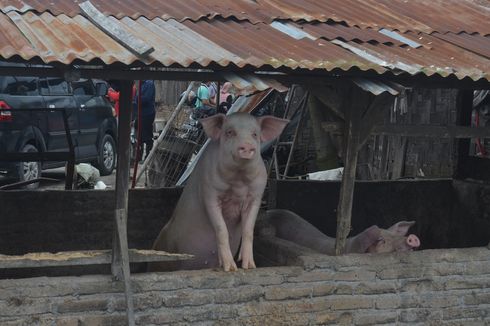 4.682 Babi di Sumut Mati karena Penyakit Hog Cholera, Apa Itu?
