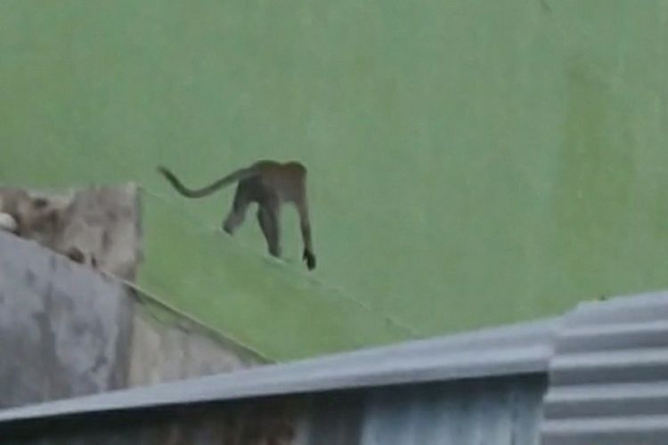 Kawanan monyet ekor panjang bermain di atas rumah warga di Jalan Budi Daya, Gang Budiniah, Kelurahan Tuah Madani, Kecamatan Tuah Madani, Kota Pekanbaru, Riau, Selasa (16/2/2021).
