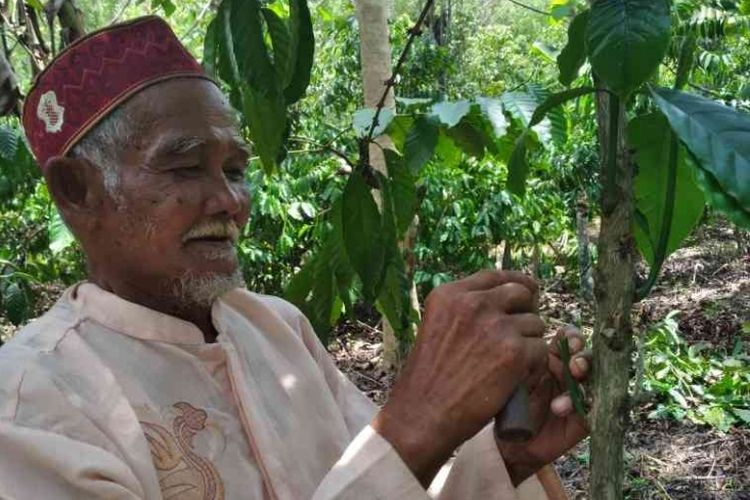 Abah Romli, petani Bukit Jambi yang sangat lincah dan cermat dalam melakukan grafting kopi di kebun