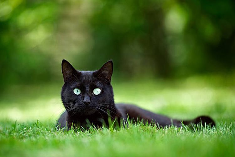 Ilustrasi mitos spiritual tentang kucing hitam.