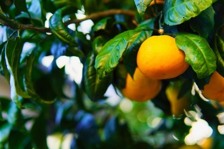Tanaman jeruk mandarin