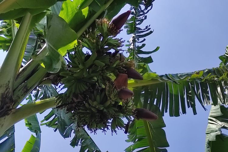 BERTANDAN EMPAT—Inilah pisang hijau bertandan empat milik Dodik Raharjo, warga Desa Metesih, Kecamatan Jiwan, Kabupaten Madiun, Jawa Timur.