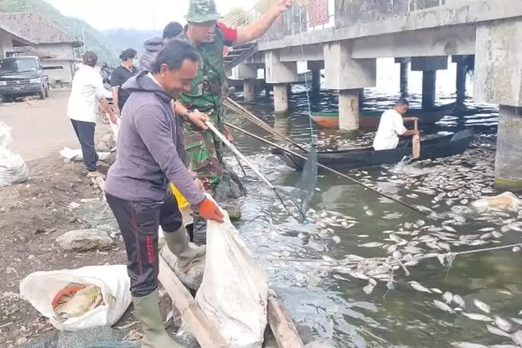 Semburan Belerang di Danau Batur Kembali Terjadi, 25 Ton Ikan Mati Massal