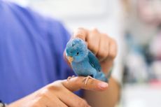 Jangan Abai, Ini 5 Tanda Burung Peliharaan Sedang Sakit