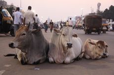 Kuliti Bangkai Sapi di India, Satu Orang Tewas Dihajar Massa di India