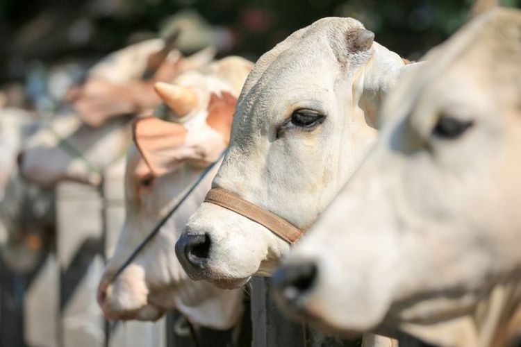 Ilustrasi hewan kurban. 