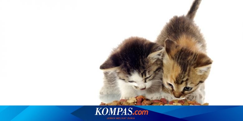 Kucing Piaraan Tertua Di Dunia Ditemukan