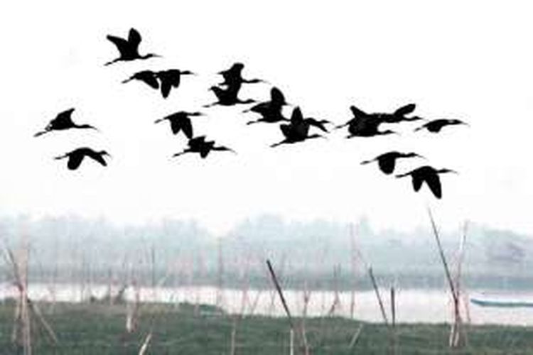 Belasan ekor burung Ibis rokoroko terbang di atas permukaan danau Limboto. Burung ini melakukan migrasi panjang ribuan kilometer untuk mempertahankan kehidupannya