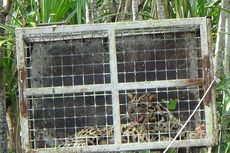 Terjebak di Hutan Rehabilitasi, Seekor Macan Dahan Ditemukan di Pangkalan Bun