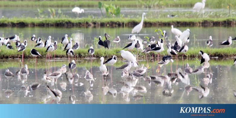 Burung Migran Yang Singgah Di Gorontalo Tak Sebanyak Tahun Lalu