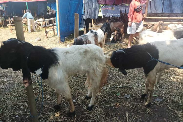 Hewan ternak positif PMK masih dijual di Kota Semarang, Jawa Tengah