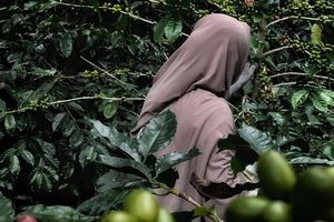 Pascabanjir Aceh, Harga Kopi Arabika Gayo Tembus Rp 30.000 Per Bambu