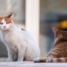Yuk, Cari Tahu Tempat Sterilisasi Kucing Secara Gratis 