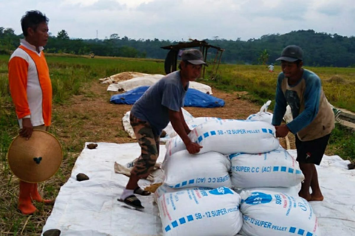 Petani gabah asal Purbalingga Fajar mengeluhkan impor beras tahun ini