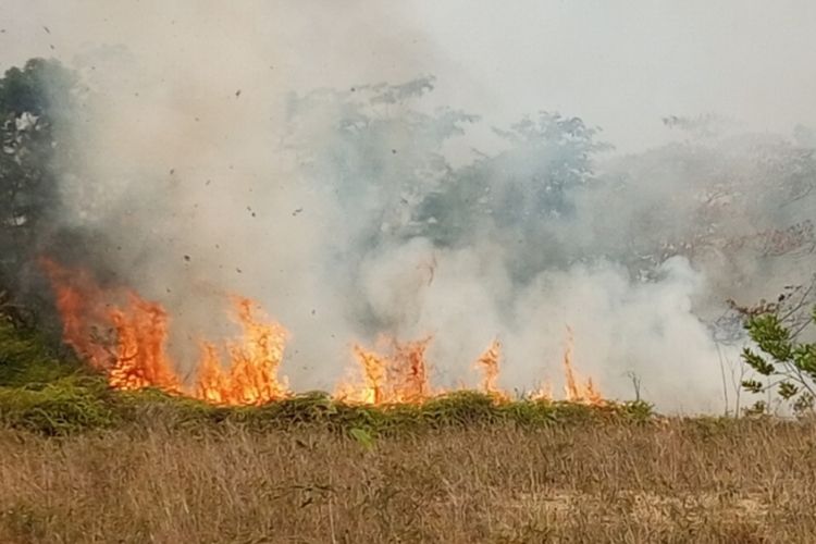 Kabut Asap Karhutla Riau Bikin Belasan Ribu Warga Sakit, Mayoritas ISPA