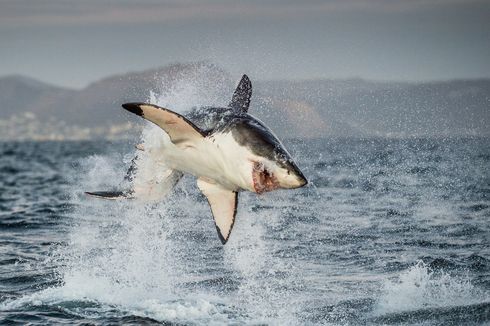 Megafauna Hiu Terancam Punah Ancam Ekosistem Laut, Ini Penyebabnya