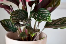 Mudah Dirawat, 7 Jenis Calathea Terbaik untuk Tanaman Hias di Rumah