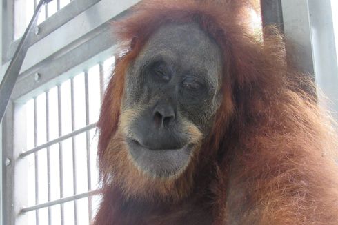 Induk Orangutan 