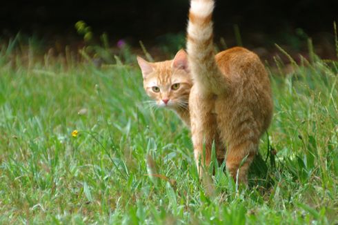 7 Hal yang Membuat Kucing Peliharaan Minggat dari Rumah Pemiliknya