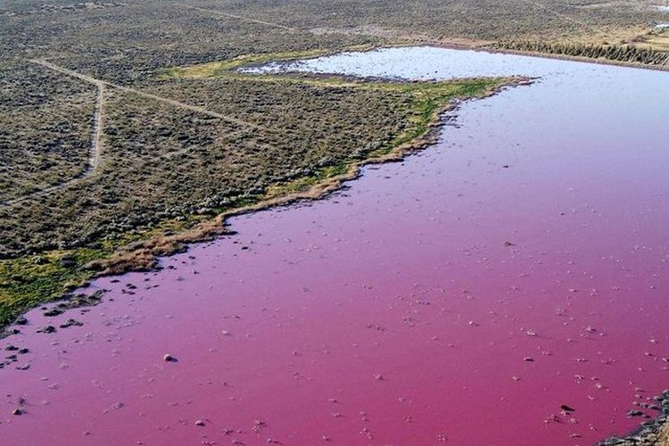 Laguna Corfo di wilayah Patagonia selatan Argentina berubah menjadi merah muda cerah mencolok (fuchsia).