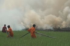 Lima Hektar Lahan Gambut di Sisi Jalan Tol Palindra Terbakar