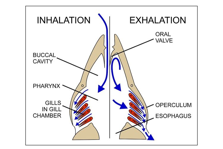 Ilustrasi proses pernapasan ikan