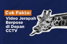 INFOGRAFIK: Penelusuran Video Jerapah Berpose di Depan CCTV