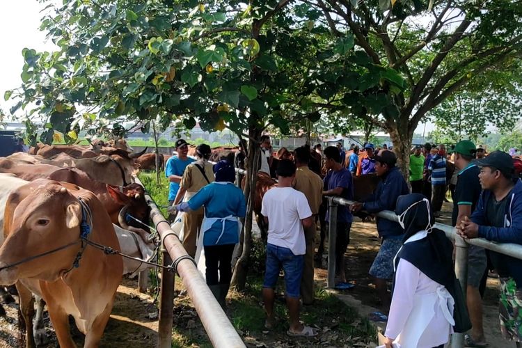 PERIKSA—Petugas Dinas Ketahanan Pangan dan Peternakan Kabupaten Madiun memeriksa ratusan hewan ternak di Pasar Hewan Baru Caruban, Kecamatan Saradan, Kabupaten Madiun, Jawa Timur setelah ribuan ternak di Jatim terinfeksi penyakit mulut dan kuku, Selasa (10/5/2022).