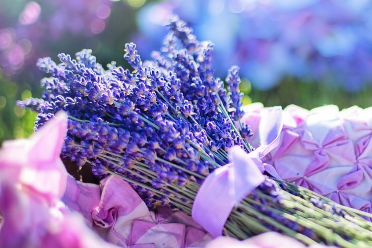 Ilustrasi lavender, bunga lavender.