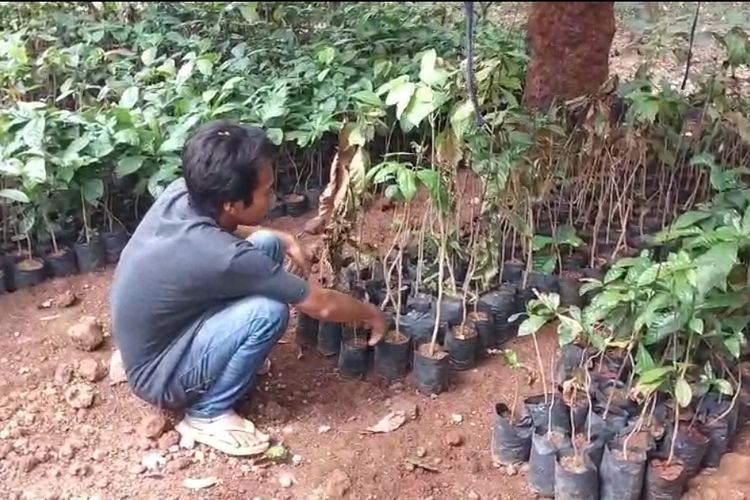 Kemarau Panjang di Pati: Bibit Layu, Pedagang Beli Air Rp 1,6 Juta