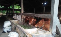 Antisipasi Penyebaran PMK pada Hewan Ternak, Mentan SYL Minta Jajarannya Lakukan Upaya Optimal