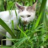 Jangan Cegah Kucing Lucumu Makan Rumput, Berikut Penjelasannya!