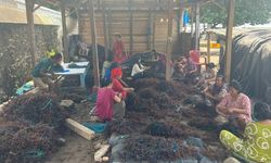 Cerita Klaster Usaha Rumput Laut Kampung Progo, UMKM Binaan BRI yang Berhasil Dorong Perekonomian Nelayan Sulsel