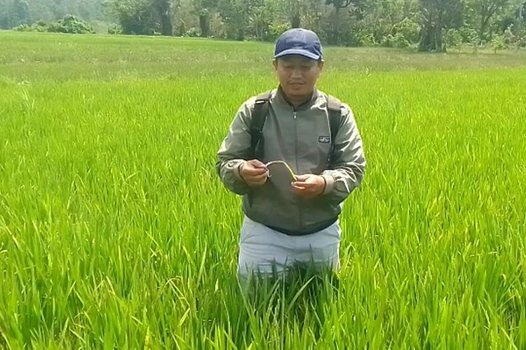 Sawah Mengering dan Diinvasi Walang Sangit, Kondisi Pertanian di Luwu Kian Mengkhawatirkan