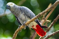 6 Spesies Burung yang Mudah Dilatih, Bisa Dipelihara di Rumah