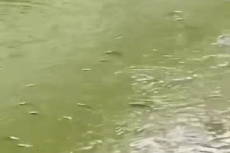 Penyebab Ikan Mengapung dan Bergerak Tak Normal di Sungai Cisadane