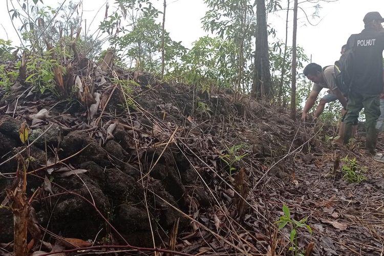 Bersihkan lahan untuk penyekat kebakaran di hutan lindung kawasan GUnung Lawu, warag Desa Kletek temukan rerunttuhan peradaban dari batu yang membentuk struktur bangunan.