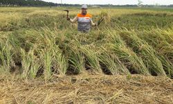 Tingkatkan Kinerja Pertanian dari Hulu ke Hilir, Mentan Minta Petani dan Pimpinan Daerah Manfaatkan KUR