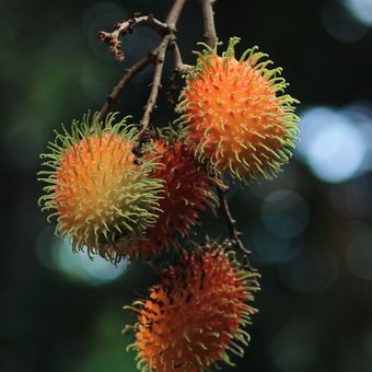 Ilustrasi rambutan, pohon rambutan.