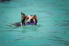 Cara Menghilangkan Bau Apak pada Bulu Anjing Sehabis Berenang