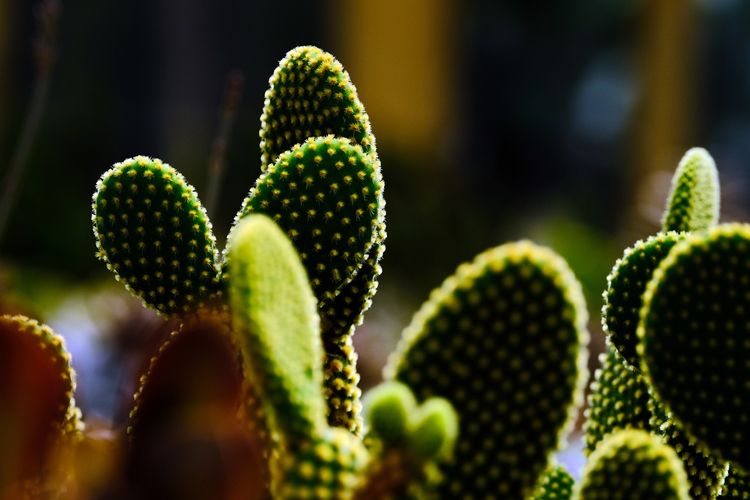 Kaktus adalah contoh tumbuhan xerofit dengan fotosintesis CAM. Ilustrasi jenis tumbuhan berdasarkan habitatnya.
