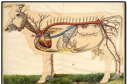 Soal UAS Biologi: Sistem Sirkulasi Darah pada Hewan