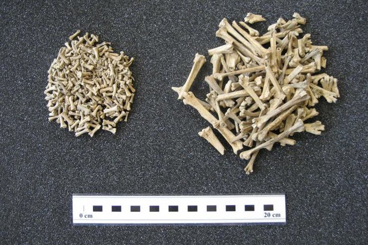 Sisa-sisa tulang ayam merupakan objek kajian Arkeologi.