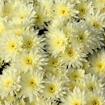 Ilustrasi bunga krisan atau Chrysanthemum. 
