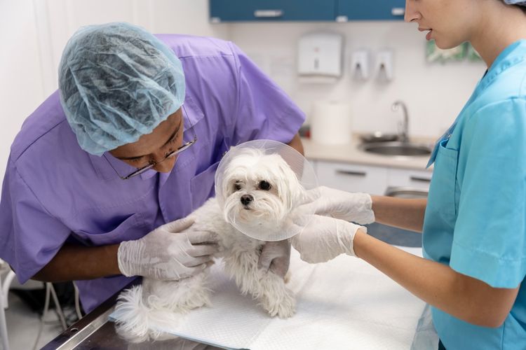 Cara mengatasi anjing takut ke dokter hewan.