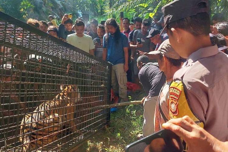 Warga melihat harimau masuk kandang perangkap di Kluet Timur, Kabupaten Aceh Selatan, Jumat (2/2/2024). 
