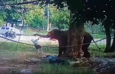 Terlalu Dekat Memberi Makan, Pria Ini Dihajar Gajah hingga Tewas