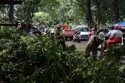 Dilanda Hujan Deras dan Angin Kencang, Sejumlah Pohon Tumbang di Jakarta Timur