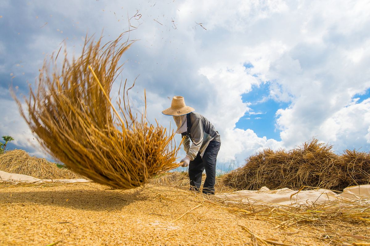 Ilustrasi proses petani memisahkan gabah dari beras dengan cara tradisional